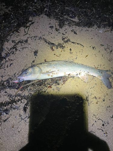 ウグイの釣果