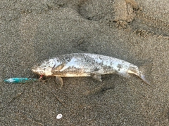 アメマスの釣果