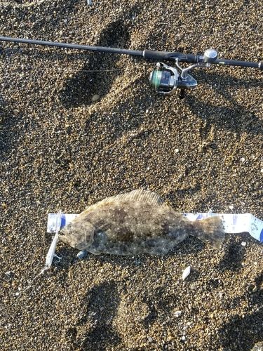 ヒラメの釣果