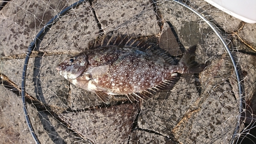 アイゴの釣果