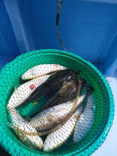 ショウサイフグの釣果