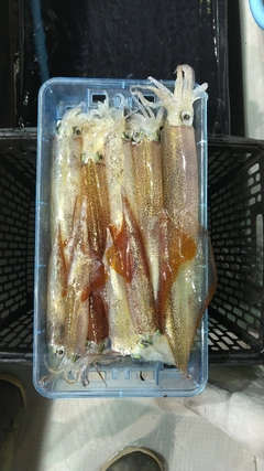 ヤリイカの釣果