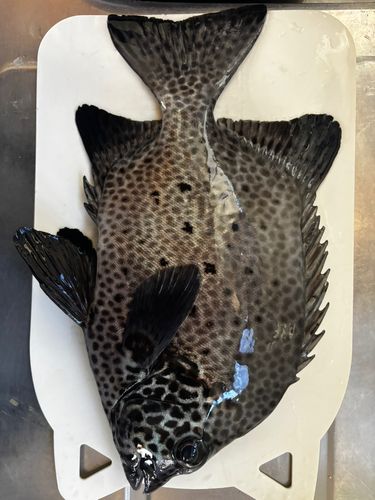 イシガキダイの釣果