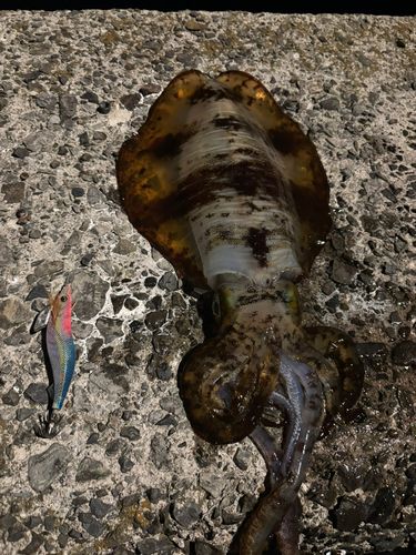 アオリイカの釣果