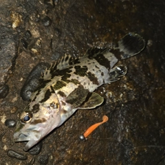 タケノコメバルの釣果