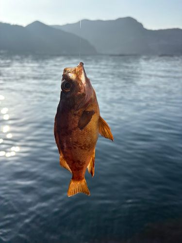 アカメバルの釣果
