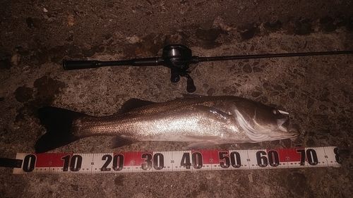 シーバスの釣果