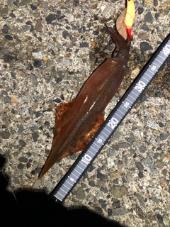 ヤリイカの釣果