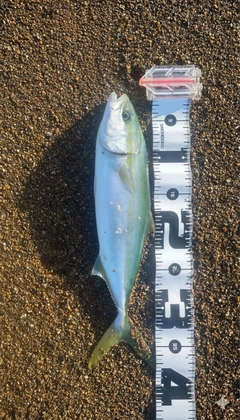 コゾクラの釣果