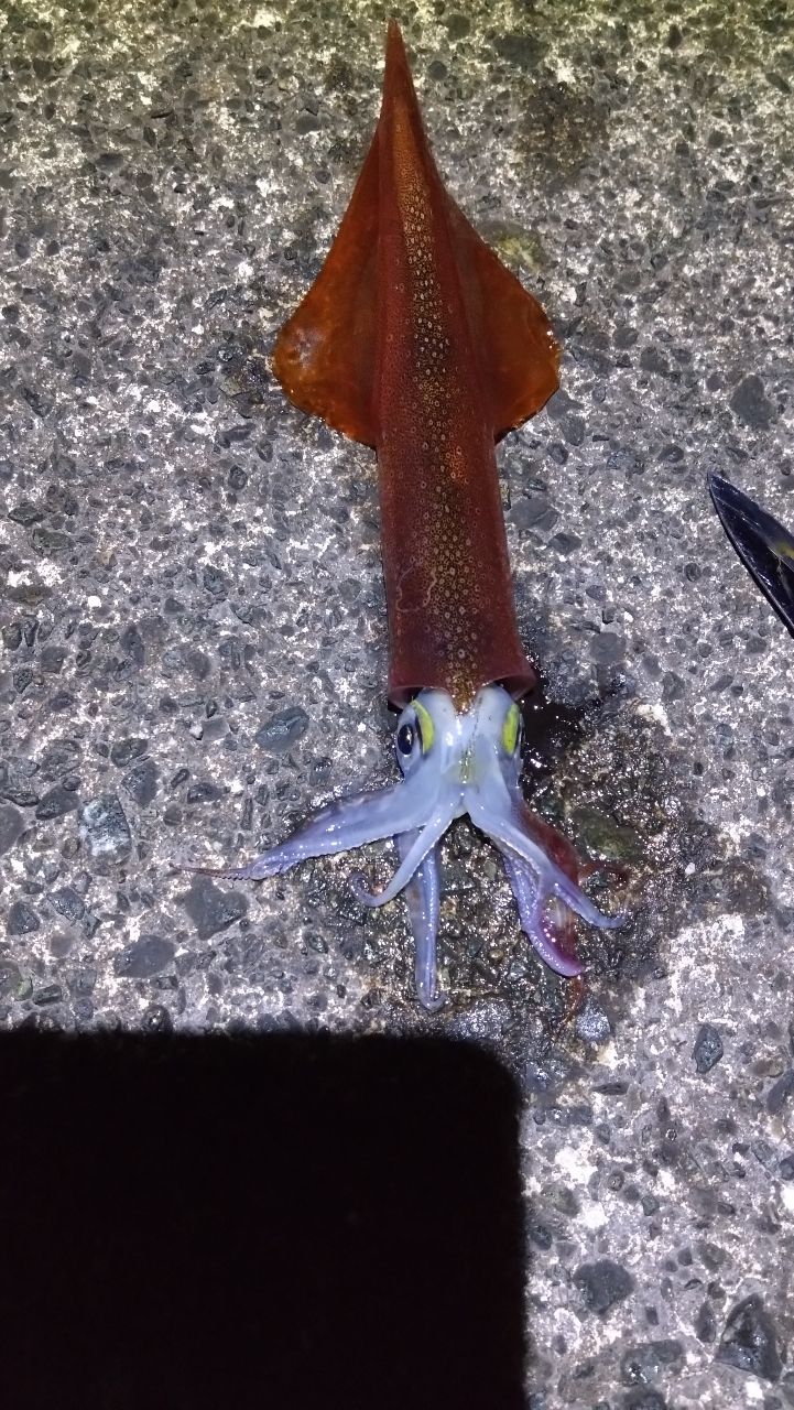 AbuGarcia ソルティースタイルメバル STMS-762ULT-KRの最安値