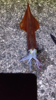 ヤリイカの釣果