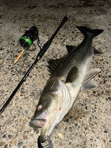 マダカ（マルスズキ）の釣果