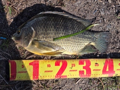 ティラピアの釣果