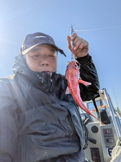 ユメカサゴの釣果