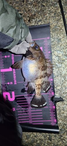 メバルの釣果