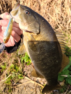 スモールマウスバスの釣果