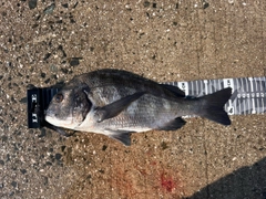 チヌの釣果