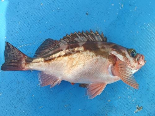 オキメバルの釣果
