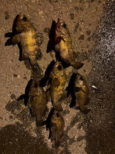 メバルの釣果