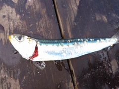 マイワシの釣果