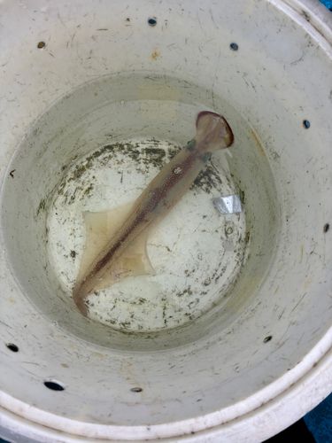 ヤリイカの釣果