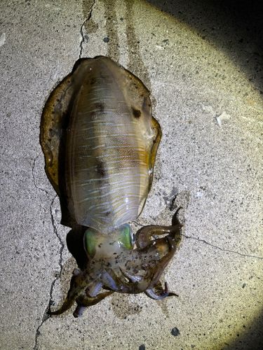 ヤリイカの釣果