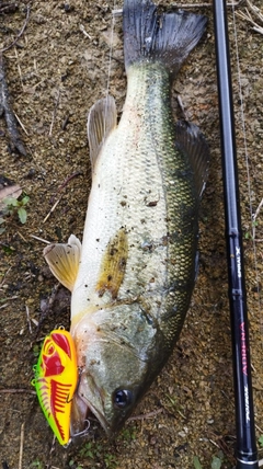 ブラックバスの釣果
