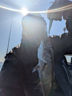 クロムツの釣果