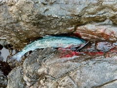 サクラマスの釣果