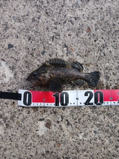 ムラソイの釣果