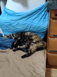 レインボートラウトの釣果