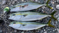 フクラギの釣果