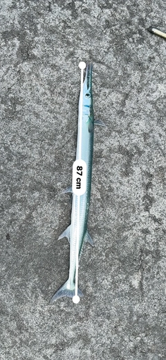 ダツの釣果