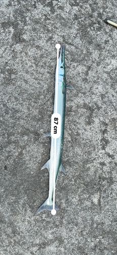 ダツの釣果