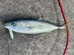 フクラギの釣果