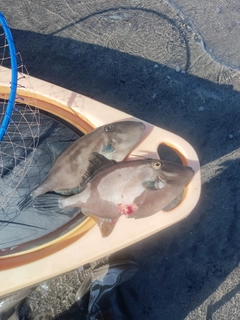 ウマヅラハギの釣果