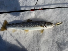 アメマスの釣果