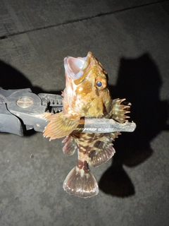 カサゴの釣果