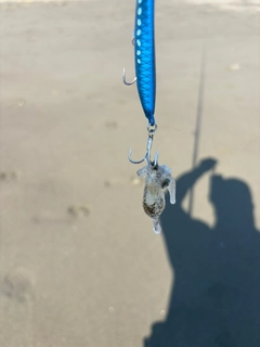 イカの釣果