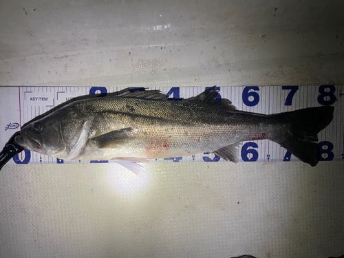 シーバスの釣果
