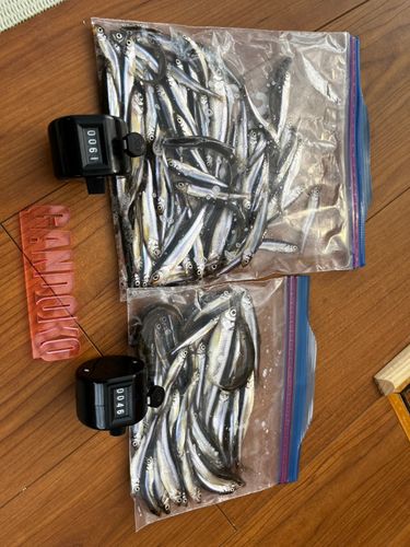 ワカサギの釣果