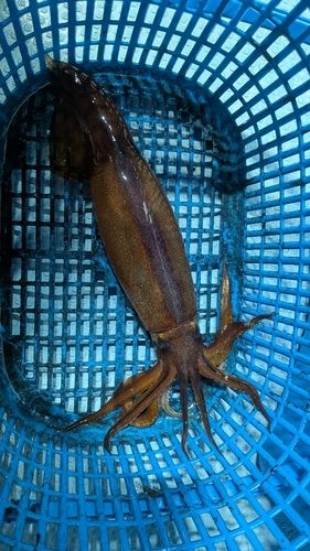 スルメイカの釣果