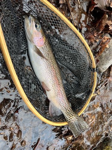 ニジマスの釣果