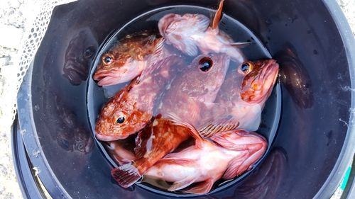 カサゴの釣果