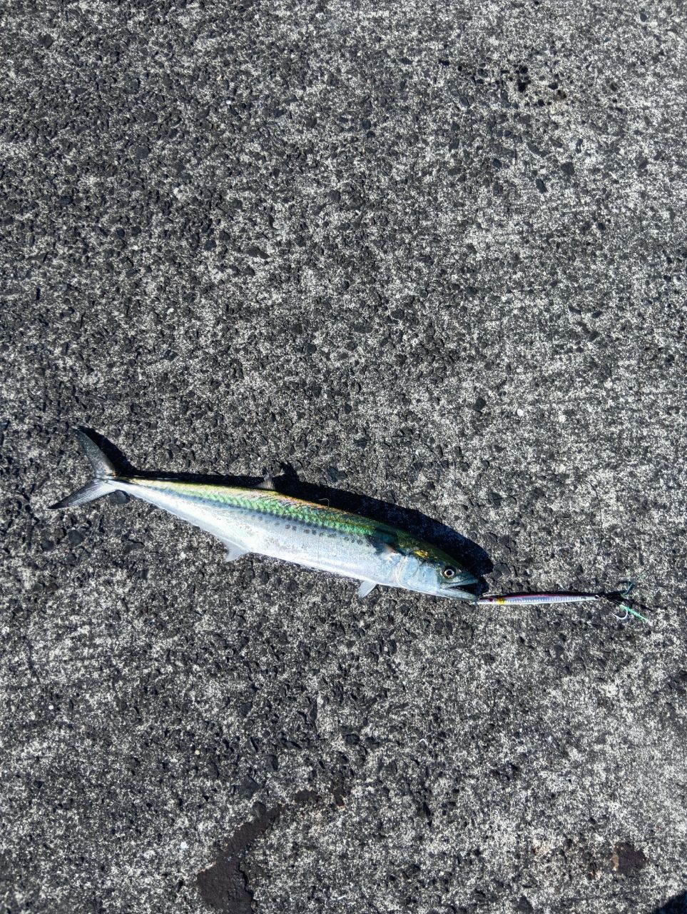 APIA グランデージ アトラス BLUE RUNNER 100MHの最安値・インプレ