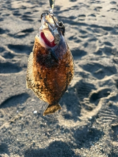 ソゲの釣果