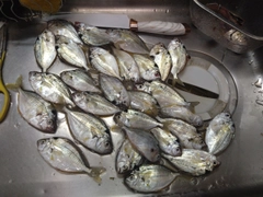 ヒイラギの釣果