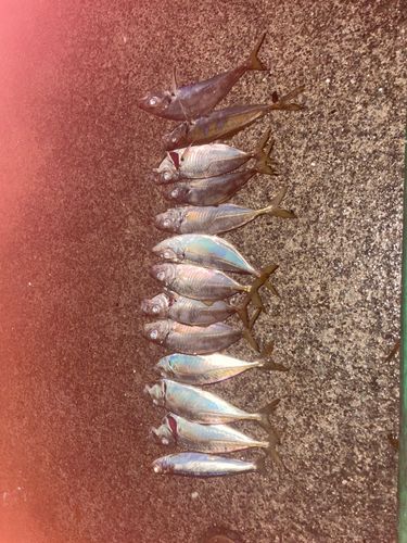 アジの釣果