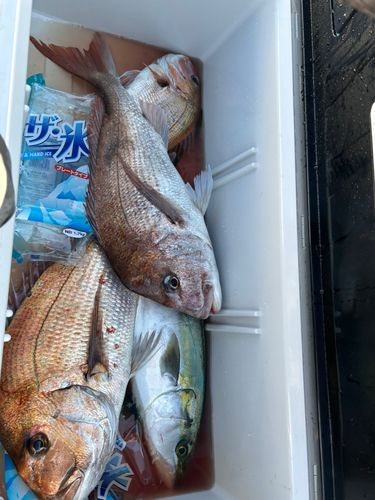 マダイの釣果