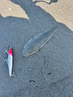 シタビラメの釣果